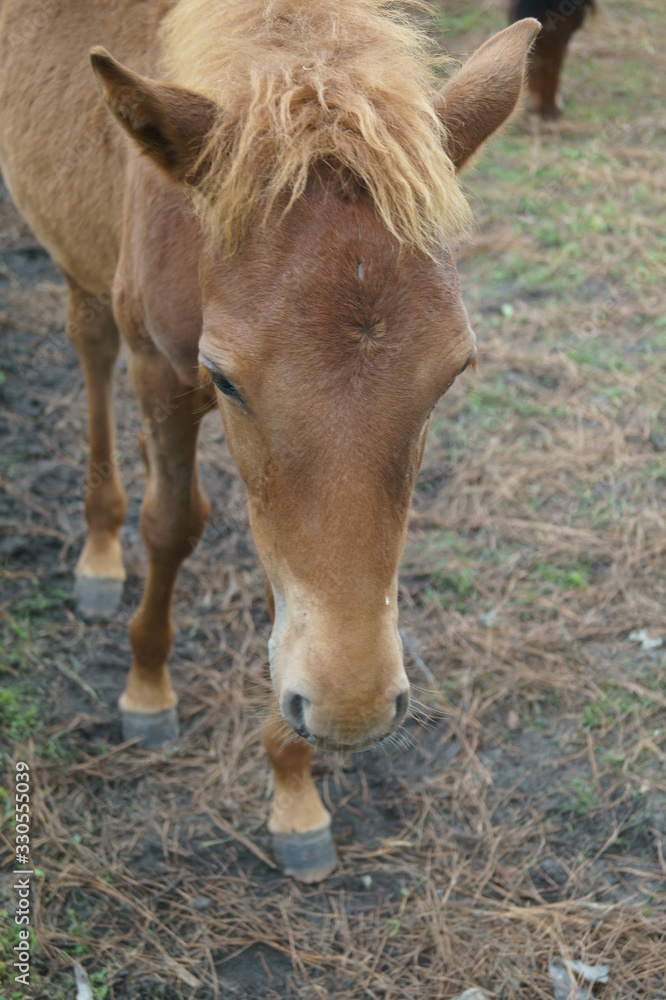 Fototapeta premium Horse
