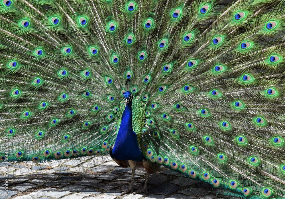 Fototapeta premium colorido pavo real macho con las plumas abiertas