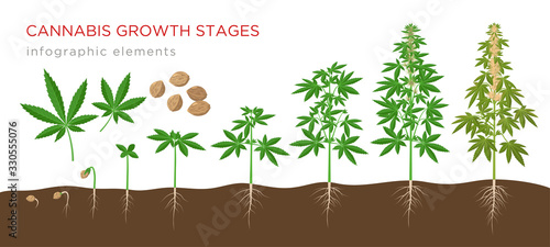 Cannabis sativa growth stages from seeds to mature plant with hemp leaves, flowers and roots - infographic elements isolated on white background.
