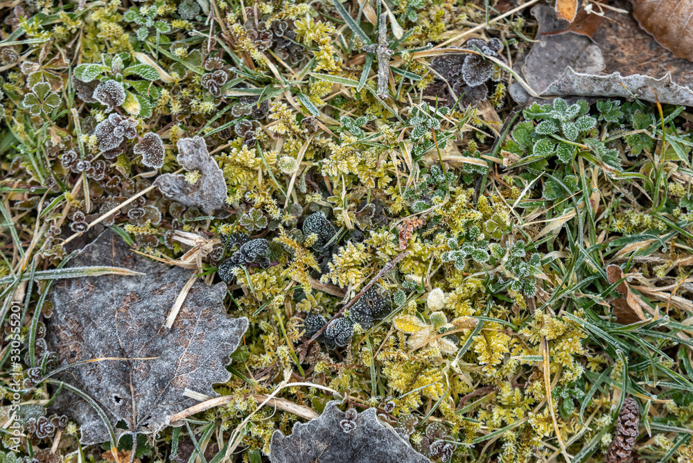 close up of a forest floor vegetation with the winter morning frost