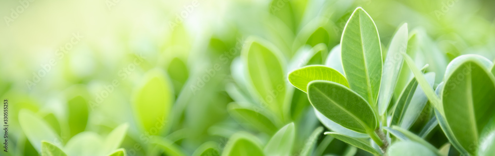 Close up beautiful nature view green leaf on blurred greenery background under sunlight with bokeh and copy space using as background natural plants landscape, ecology cover concept. Close up beautiful nature view green leaf on blurred greenery background under sunlight with bokeh and copy space using as background natural plants landscape, ecology cover concept.