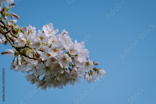 Kersenbloesempark translation flower park There are 400 cherry trees in the Amsterdamse Bos, In the spring you can enjoy the beautiful cherry blossom or Sakura. photo