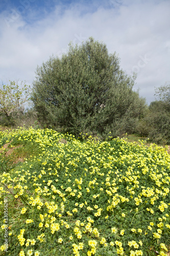 Fototapeta Naklejka Na Ścianę i Meble -  Arbol, falso olivo en pradera de flores silvestres amarillas