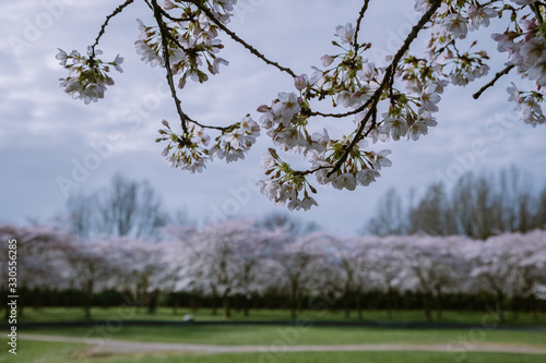 Kersenbloesempark translation flower park There are 400 cherry trees in the Amsterdamse Bos, In the spring you can enjoy the beautiful cherry blossom or Sakura. photo