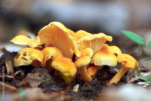 Cantharellus friesii photo