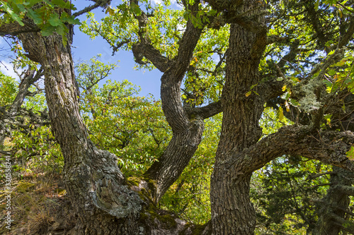 Oak in the forest on a hillside. © Sergey Rybin