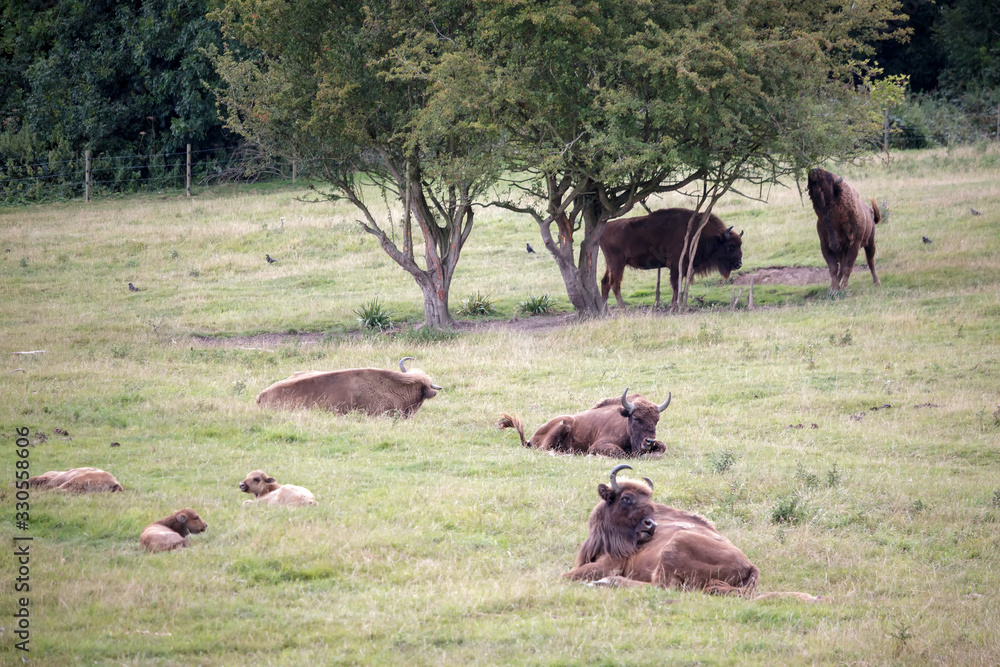 Naklejka premium European bison (Bison bonasus)