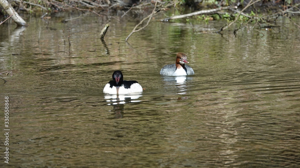 Zwei exotische Enten haben sich für die Paarung im Frühling gefunden