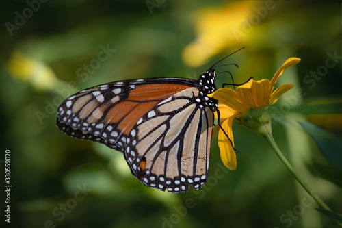 A monarch butterfly on a yellow flower against a dark blurred background © cwieders