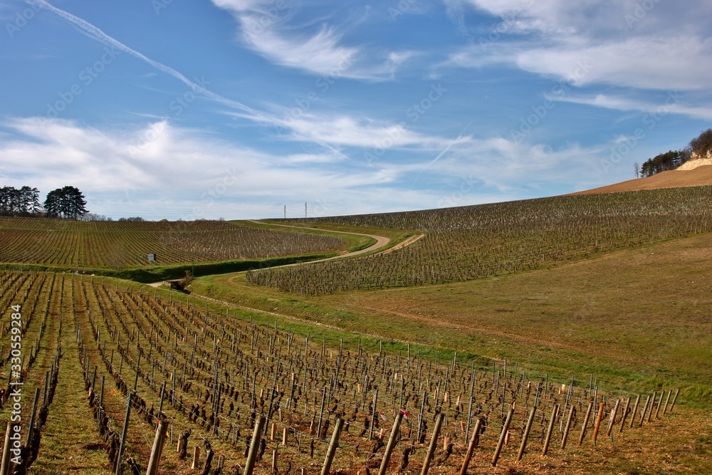 Fototapeta premium Vignoble de Rully dans la côte chalonnaise.