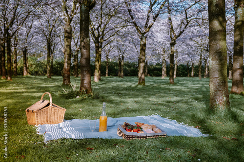 picnic blanket with blooming cherry blossom trees in Amsterdam Netherlands during Spring photo