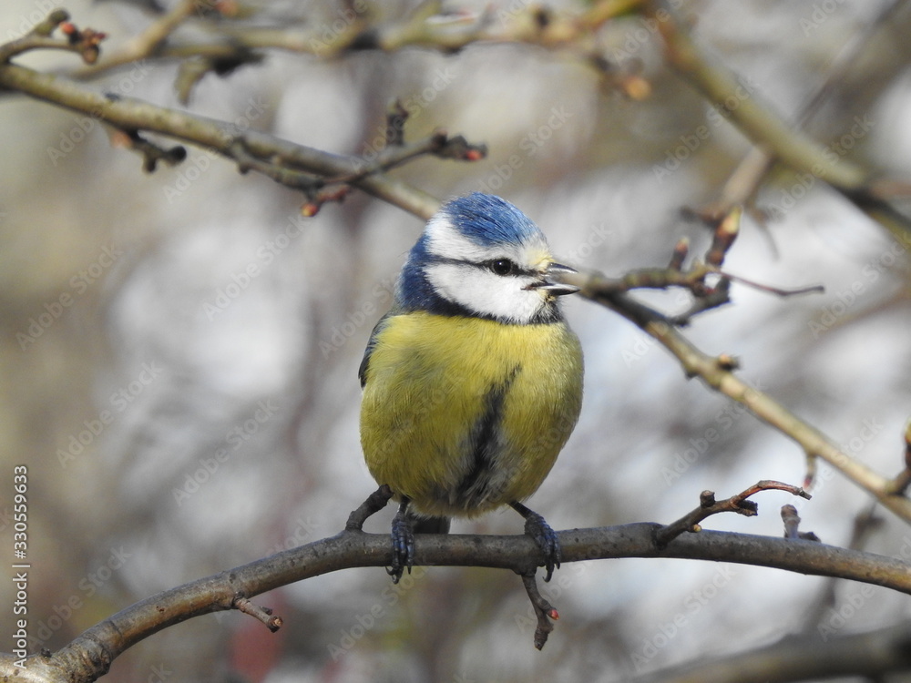 Obraz premium Close-up of Blue Tit with open beak while singing on a tree branch