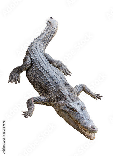 Crocodile isolated on white background. clipping path