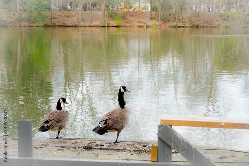 ducks atlanta park