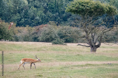 Red Lechwe Antelope (Kobus leche)