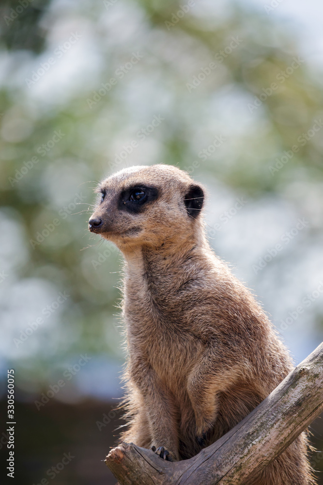 Meerkat or Suricate (Suricata suricatta) Meerkat or Suricate (Suricata suricatta)