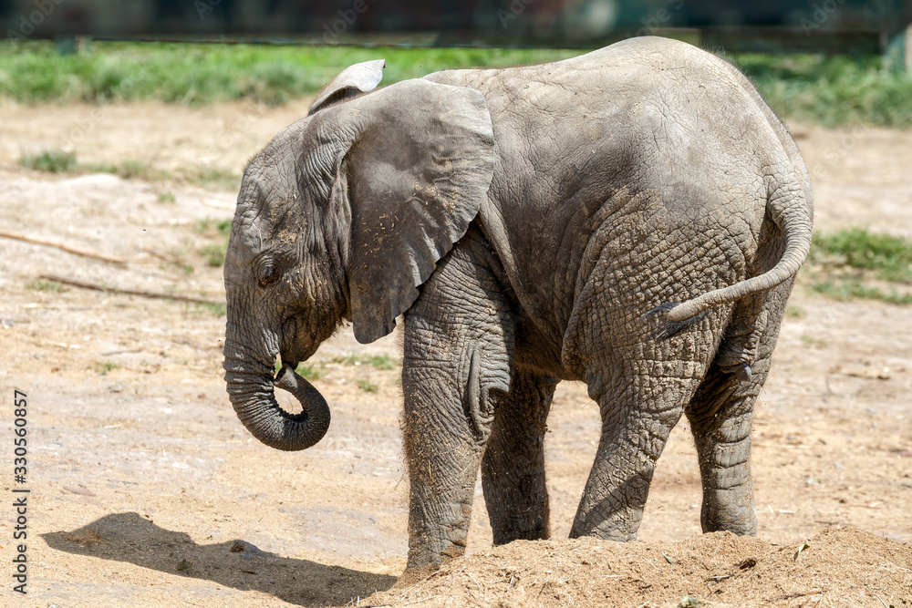 Fototapeta premium African Elephant (Loxodonta)