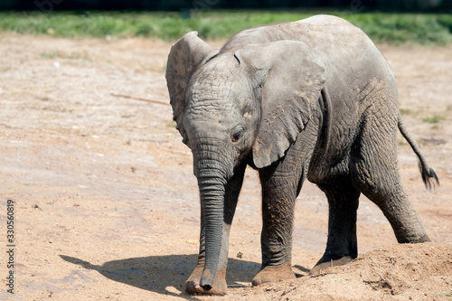 Young African Elephant  Loxodonta  exploring his territory