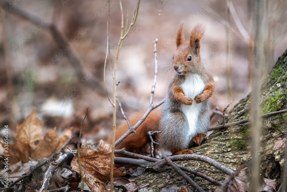 Fototapeta premium Lost in the woods - red squirrel