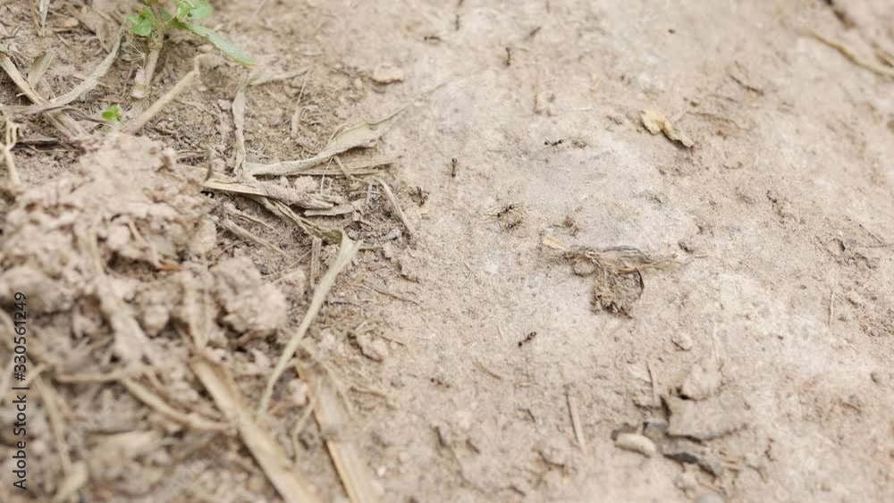 Top view ants will migrate before heavy rains are perceived instincts. Top view ants will migrate before heavy rains are perceived instincts.