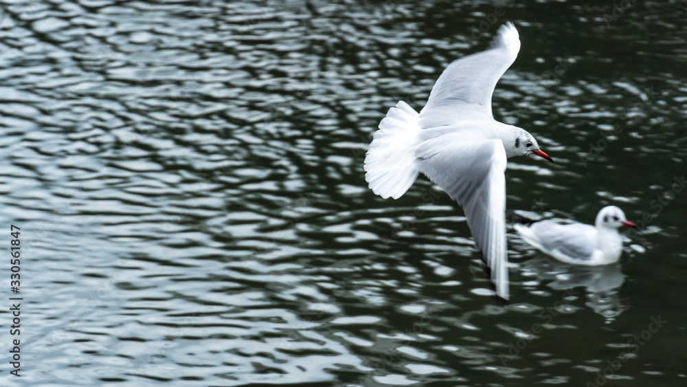seagull seagull