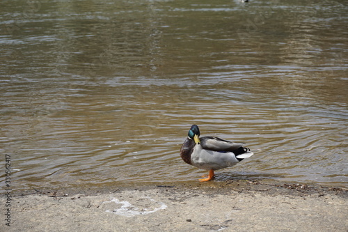 duck spring 