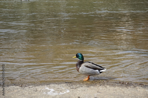 duck in the park