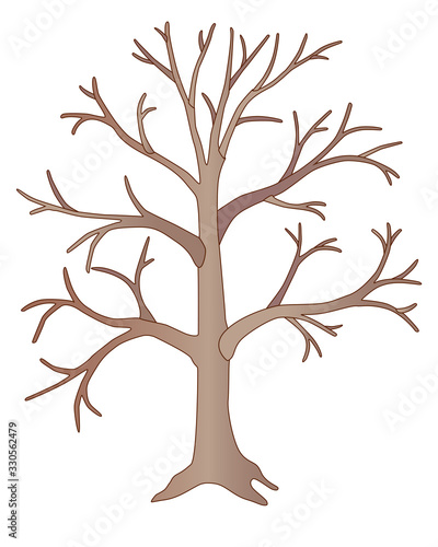 Big light brown tree without leaves - vector full color picture. A tree in winter or autumn without foliage with a trunk, branches and root.