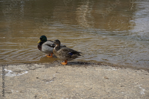 Ducks in the park 