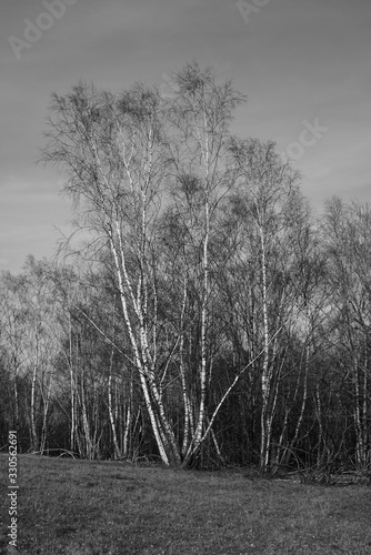 Wallpaper Mural Heide Steppe und Birken Wald Torontodigital.ca