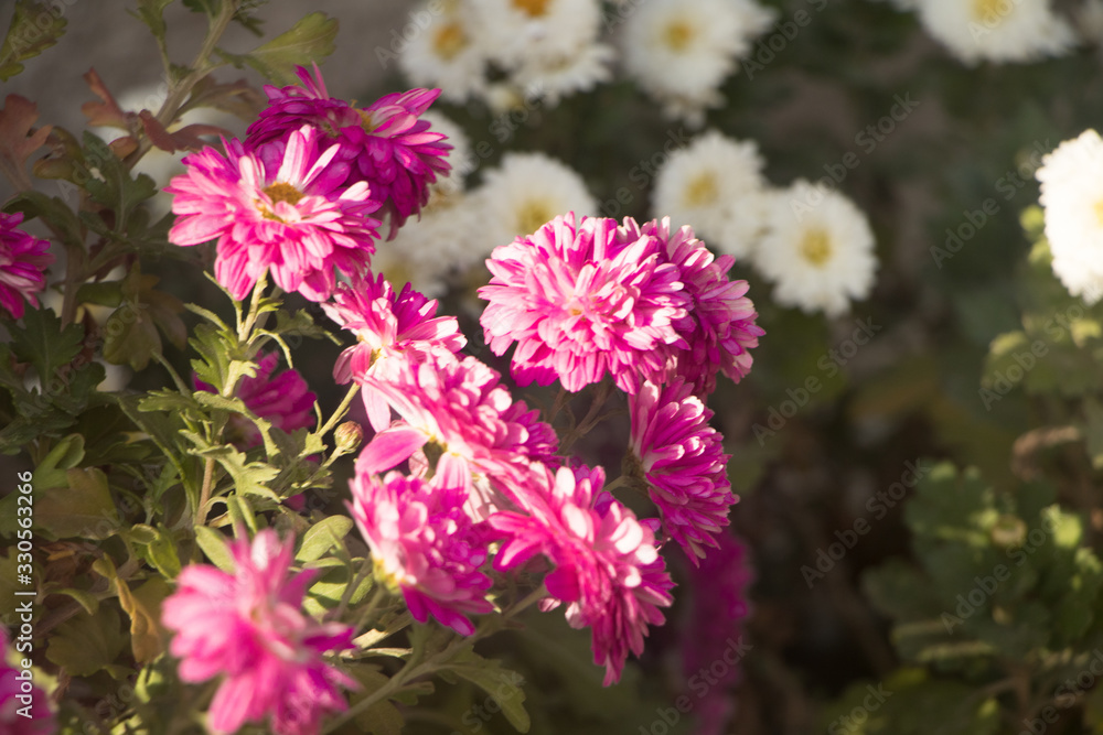 flowers in the garden flowers in the garden