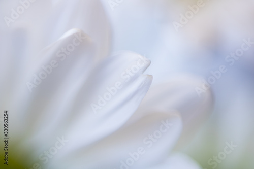 closeup macro shot of white daisy flower