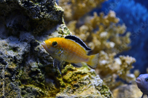 Freshwater aquarium fish. Cichlids. Corals.