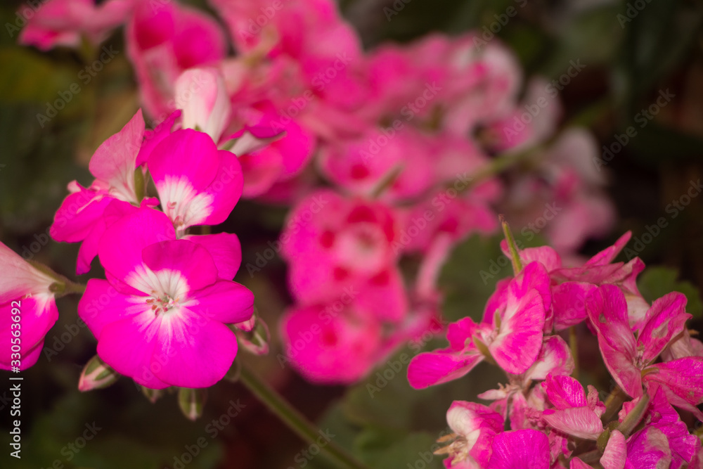 pink flower in the garden pink flower in the garden