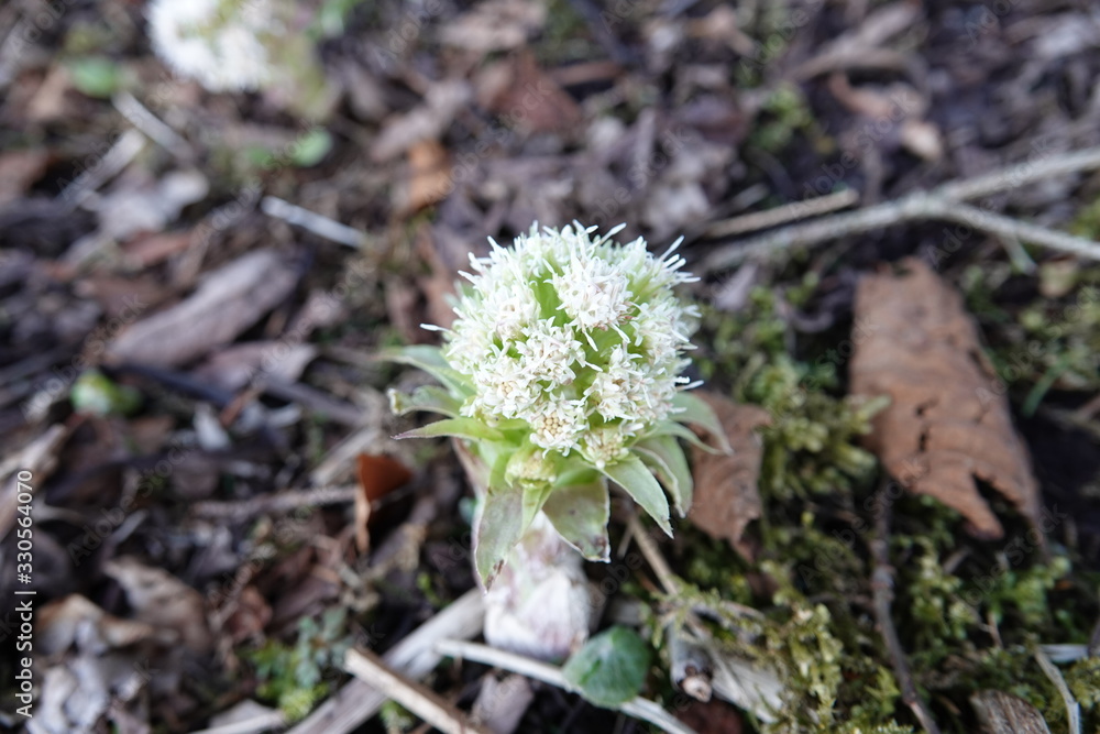 Verschiedene Blumen und Pflanzen erwachen aus ihrem Winterschlaf Verschiedene Blumen und Pflanzen erwachen aus ihrem Winterschlaf