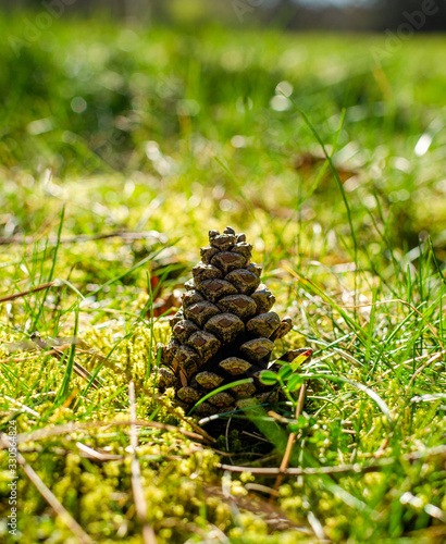 pine cone on a green background