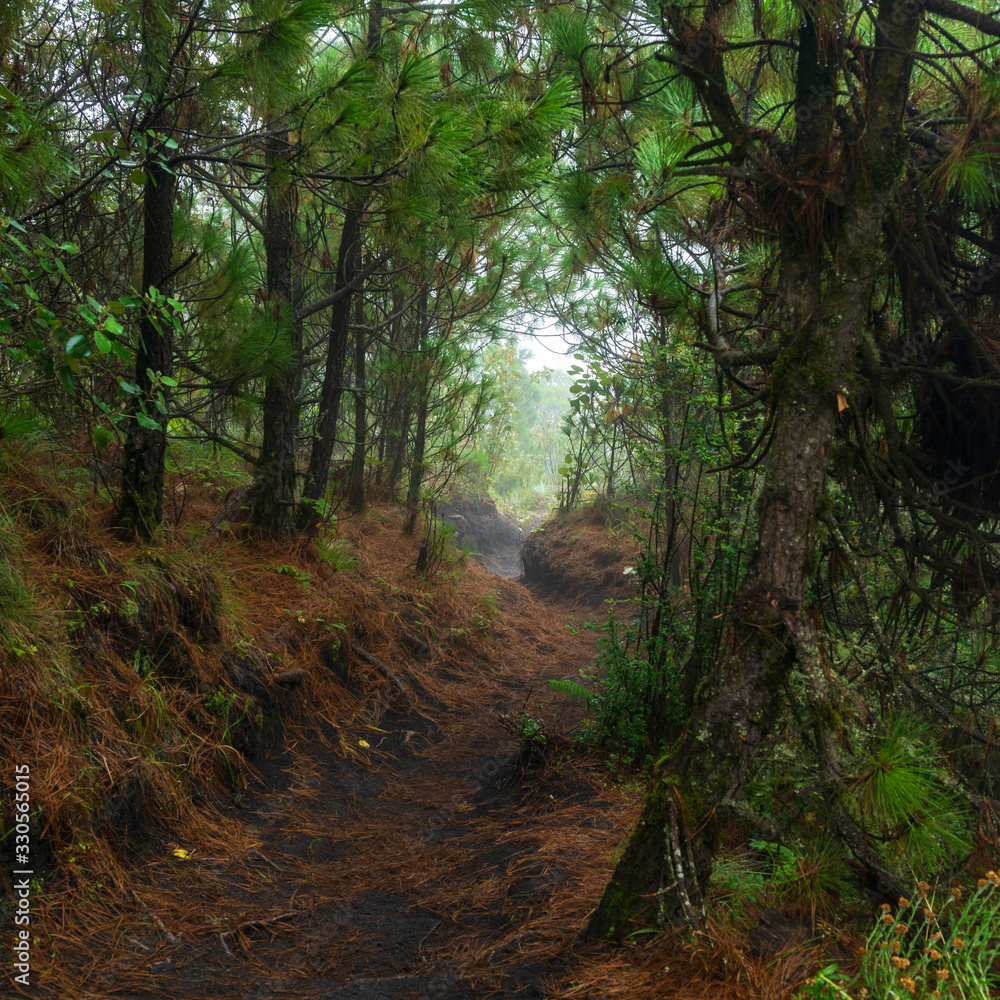 Fototapeta premium Hiking trail through dense forest on Acatenango volcano in Guatemala
