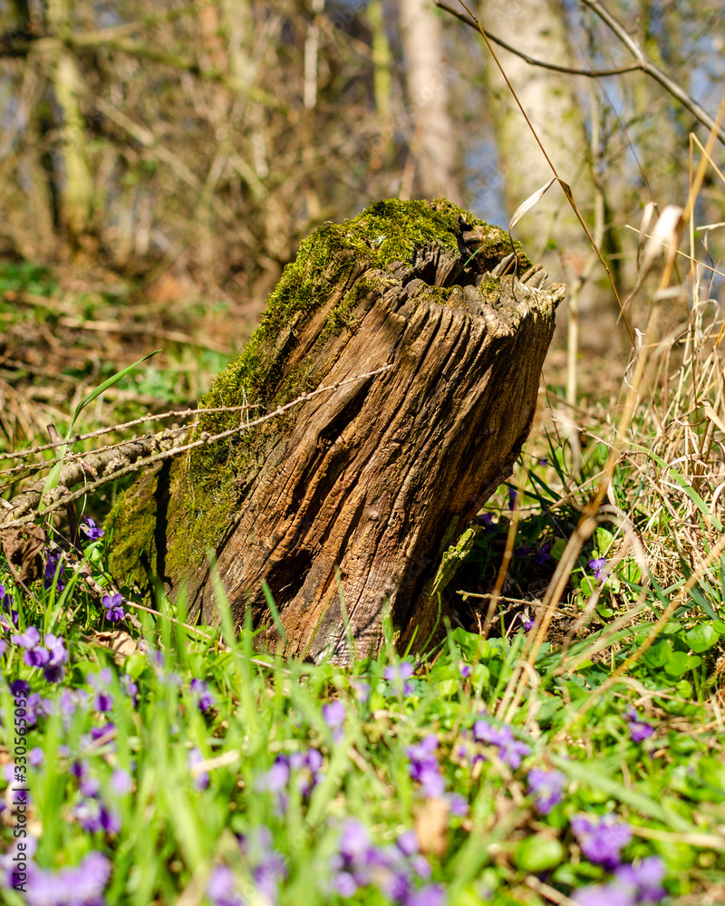 old wood tree on the green background old wood tree on the green background