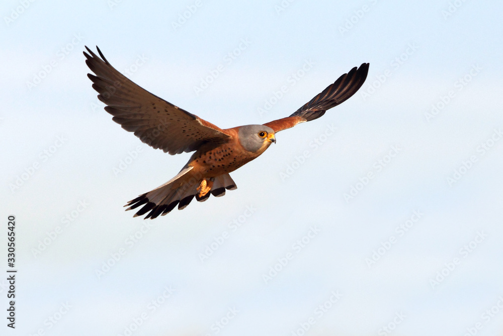 Obraz premium Lesser kestrel male flying with the first light of day