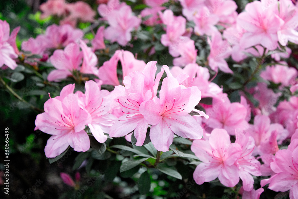 Azalea Flower Azalea Flower