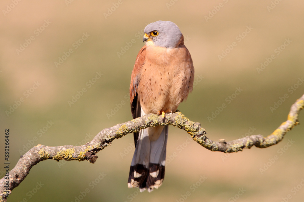Lesser kestrel male with the first light of day