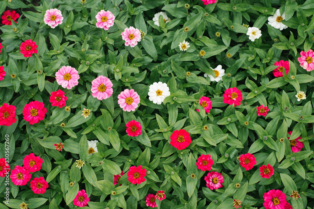 Flower beautiful background of white and pink zinnias in the summer garden. The view from the top Flower beautiful background of white and pink zinnias in the summer garden. The view from the top