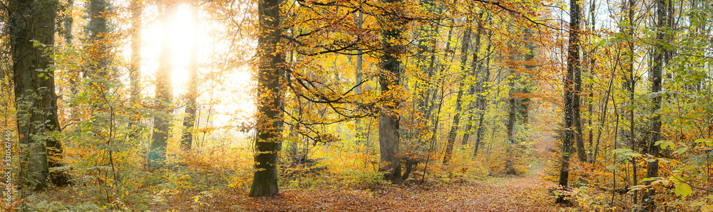 Fototapeta premium Forest Light