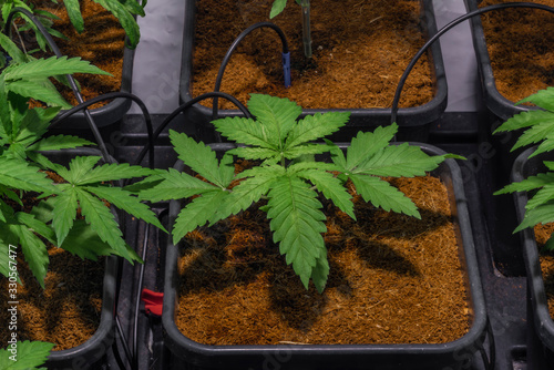 Bamboo scrog net under LED big light with young flowers of marijuana indoor photo