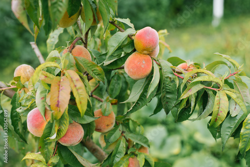 Peaches that are susceptible to disease grow on a tree in the garden photo