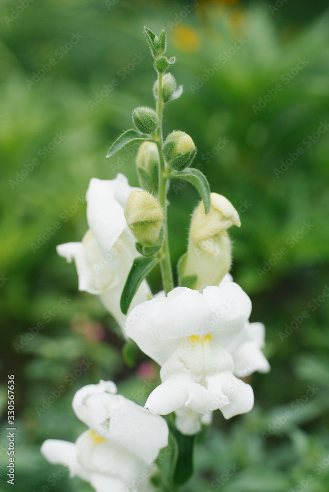 Beautiful white Snapdragon flowers in close-up grow in the garden in summer. Selective focus Beautiful white Snapdragon flowers in close-up grow in the garden in summer. Selective focus