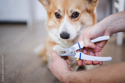 Photography close up of cutting dog nail with a nail clipper