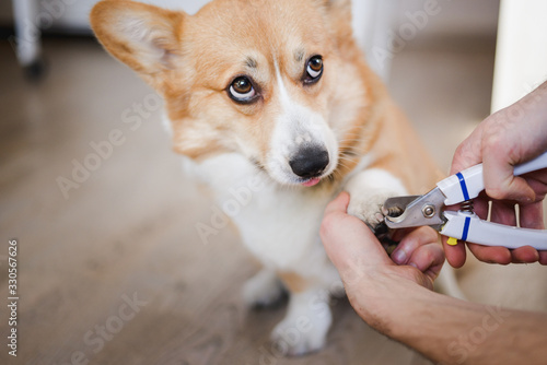 close up of cutting dog nail with a nail clipper