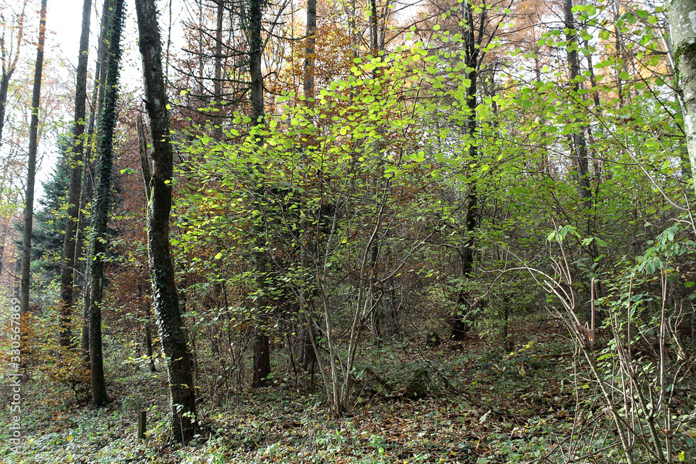 Obraz premium Forest Tree