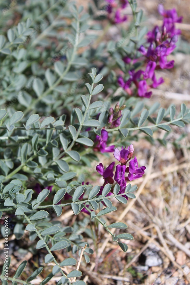 Obraz premium As Spring awakens Joshua Tree National Park, Bright purple flowers emerge on the small statured Mojave Milkvetch, Astragalus Mohavensis, a plant native to the Southern Mojave Desert.